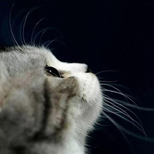 娱乐吃瓜君猫带体检,揭秘明星宠物健康生活